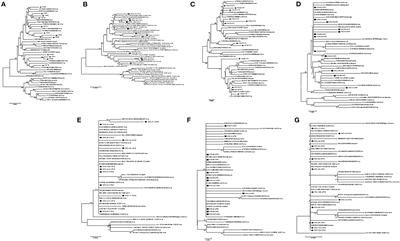 Molecular Epidemiology and Pathogenic Characterization of Novel Chicken Infectious Anemia Viruses in Henan Province of China